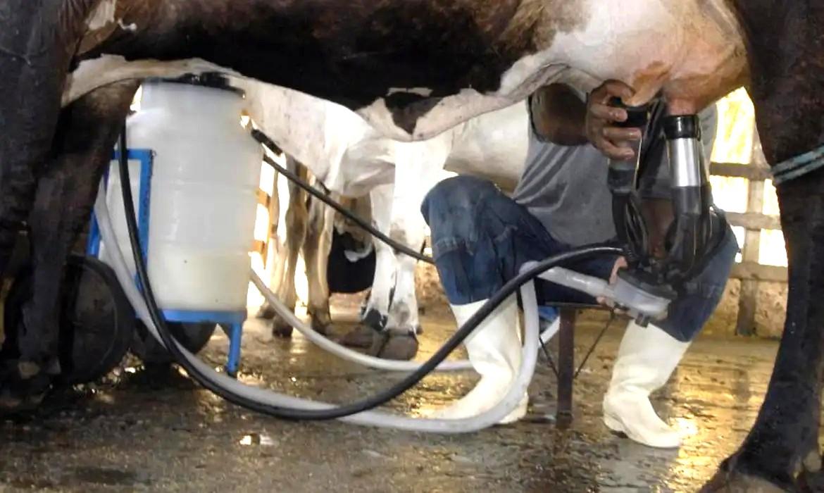 Produção de leite bate recorde mesmo com redução de vacas ordenhadas