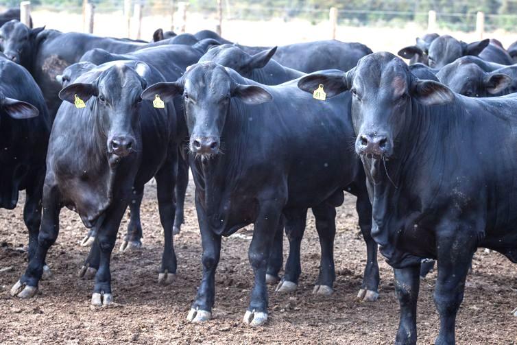 Produção de leite bate recorde mesmo com redução de vacas ordenhadas