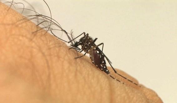 Aedes aegypti: quase metade dos municípios está em alerta ou risco