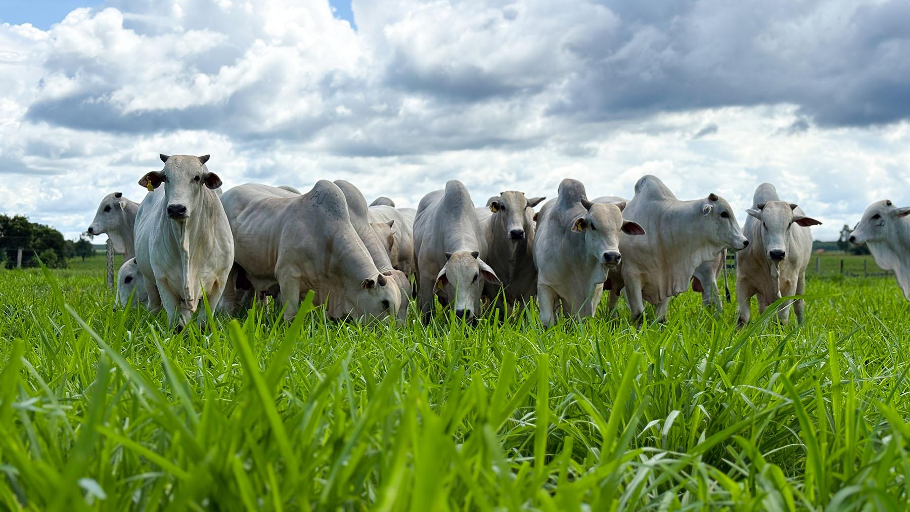 CFM vende 304 touros Nelore e fatura R$ 3,8 milhões em leilão virtual