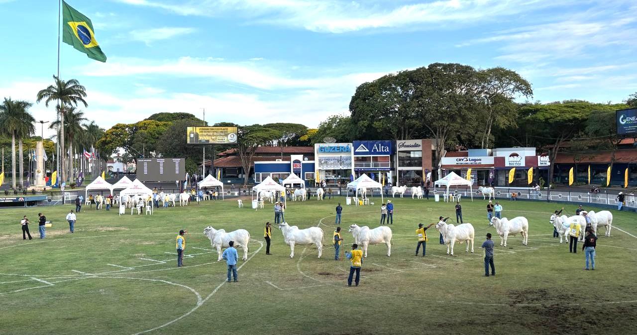 1.096 animais Nelore participaram da Expoinel, em Uberaba, a mais importante exposição da raça