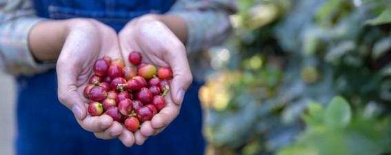 Do campo ao mercado internacional: Nater Coop amplia presença do café capixaba no exterior