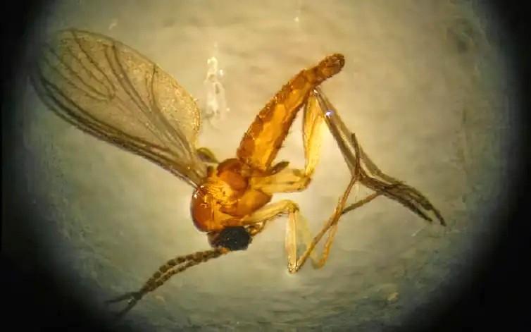 Mudanças climáticas já causam aumento de doenças infecciosas no país