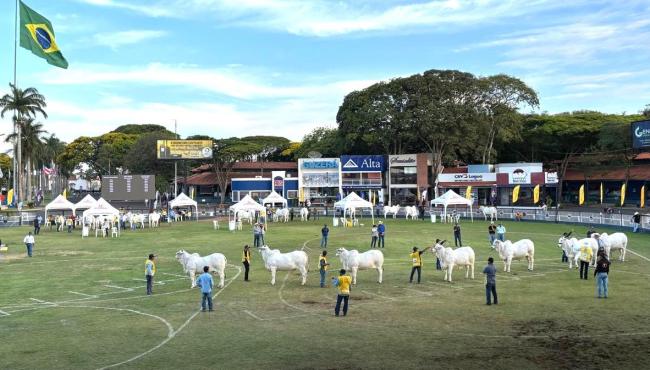 1.096 animais Nelore participaram da Expoinel, em Uberaba, a mais importante exposição da raça
