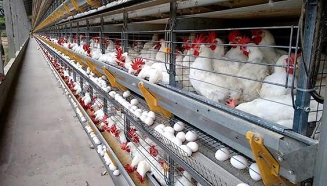 145 ovos por segundo: Espírito Santo impressiona com ritmo da produção