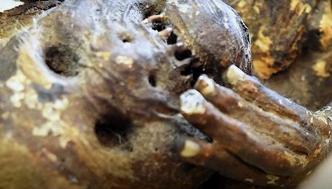 286 anos depois, começa a ser desvendada a “múmia sereia” do japão