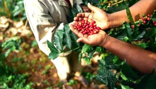 8º Seminário Novas Tecnologias para Produção de Mudas e Cultivo de Café Conilon, em Linhares, ES, começa dia 2 de setembro