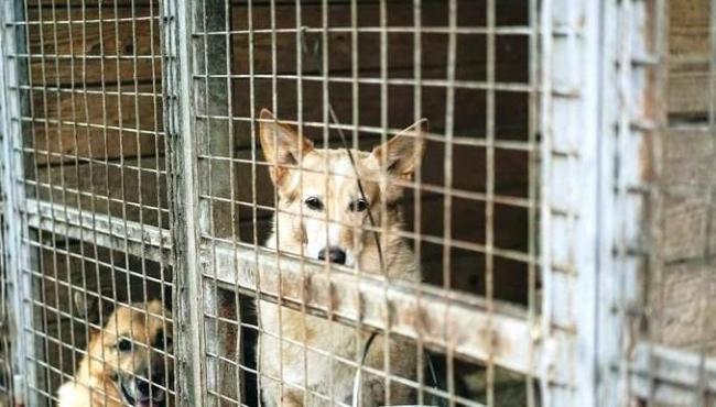 A temida carrocinha que capturava cães e gatos existiu no Brasil