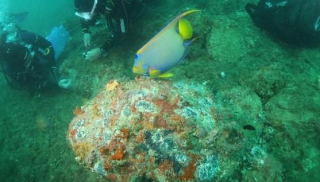 Ações do Iema removem mais de seis mil colônias de coral-sol e favorecem recuperação de espécies nativas, no ES