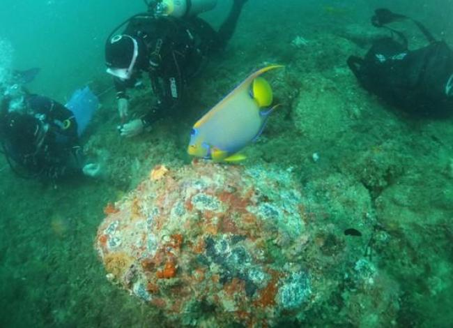 Ações do Iema removem mais de seis mil colônias de coral-sol e favorecem recuperação de espécies nativas, no ES