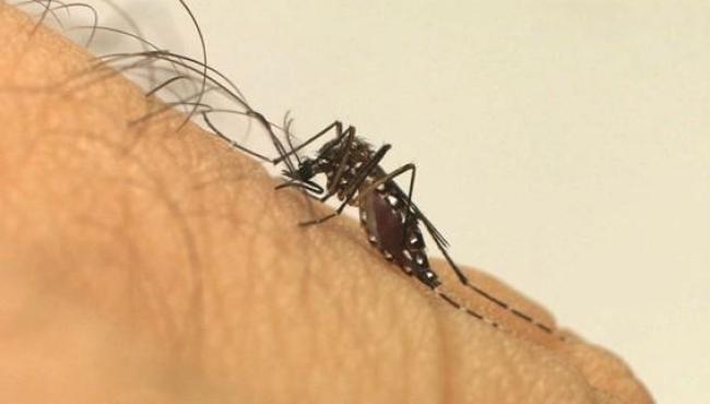 Aedes aegypti: quase metade dos municípios está em alerta ou risco