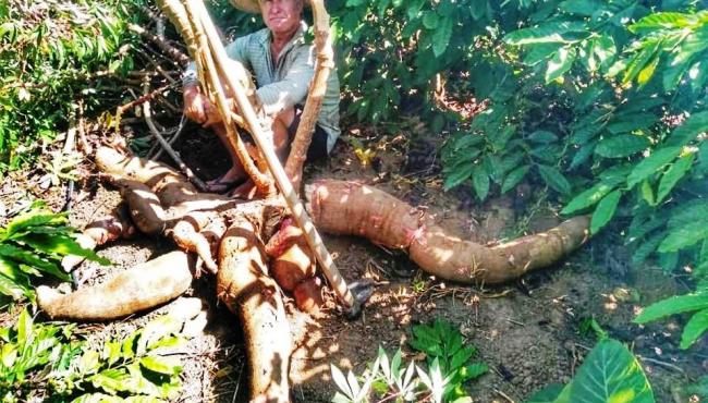 Agricultor é destaque em Vila Pavão após colher mandioca de 64 quilos