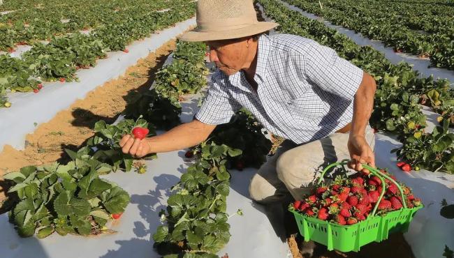 Agricultores com perda de produção começam a receber o Garantia-Safra