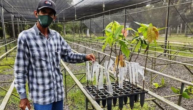 Agricultores de participam de treinamento para enxertia de cacaueiro EMem Pedro Canário, ES