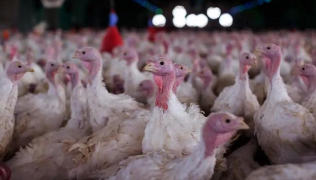 Agricultura confirma foco de doença de Newcastle em Santa Catarina