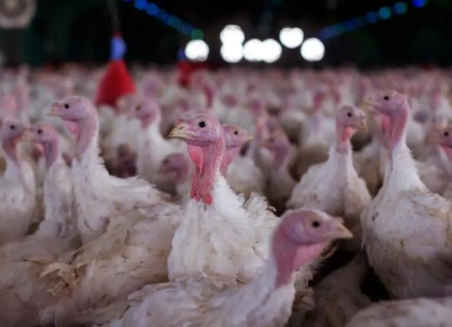 Agricultura confirma foco de doença de Newcastle em Santa Catarina