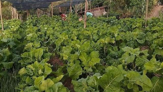 Agroecologia avança em oito municípios capixabas após projeto executado por Incaper e parceiros