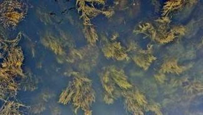 Algas marinhas impulsionam mercado de bioestimulantes na agricultura brasileira