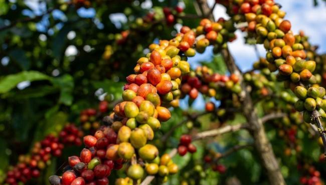 Alta do café conilon impulsiona novo recorde histórico das exportações do agro no ES