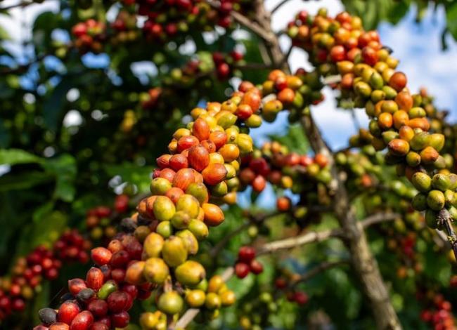 Alta do café conilon impulsiona novo recorde histórico das exportações do agro no ES