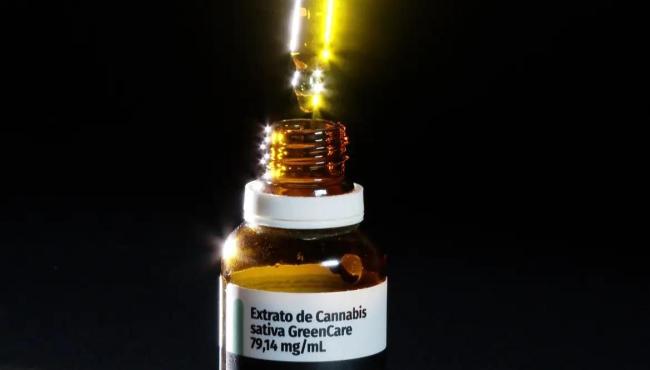 Anvisa aprova cultivo de cannabis por empresas e amplia acesso