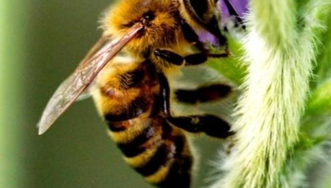 Apicultores e sojicultores se reúnem em São Gabriel (RS) para fortalecer a integração sustentável no campo