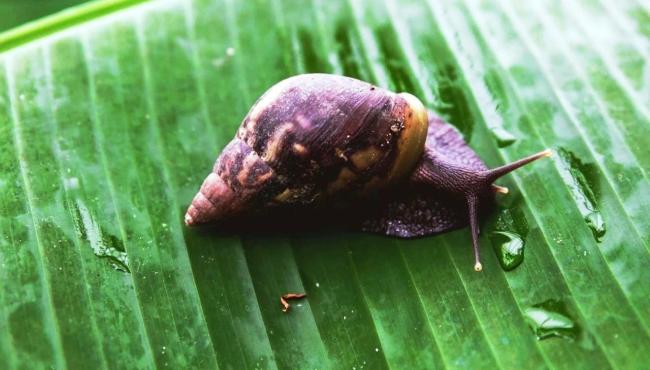 Aprenda a eliminar o caramujo africano e evitar infecções provocadas por ele