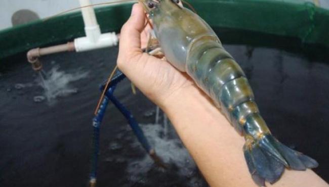 Aquicultura do Espírito Santo aposta no cultivo de camarão gigante em água doce