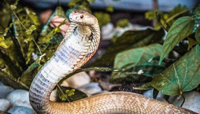 Assassinatos com serpentes ganham força na Índia