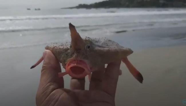 Assustador e inofensivo: conheça o peixe-morcego