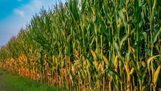 Atenção ao pulgão-do-milho, que pode reduzir produtividade em até 60%