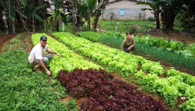 Atendimento remoto do Incaper preserva os agricultores capixabas