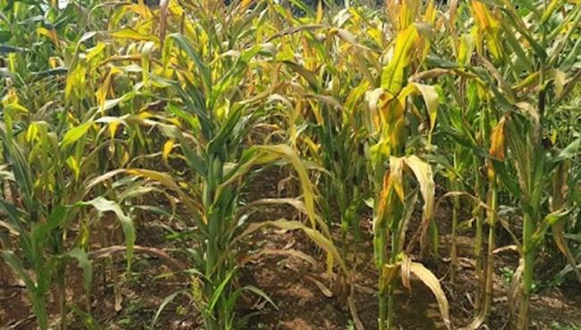 Avanço do enfezamento do milho acende alerta no campo; UPL apresenta solução inédita contra a doença