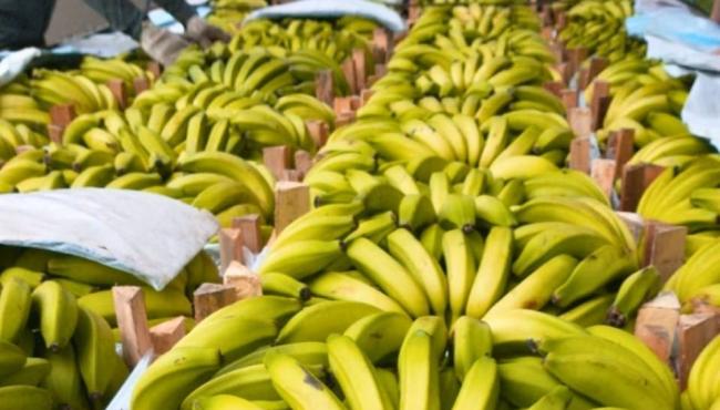 Banana está entre as culturas mais cultivadas no Espírito Santo