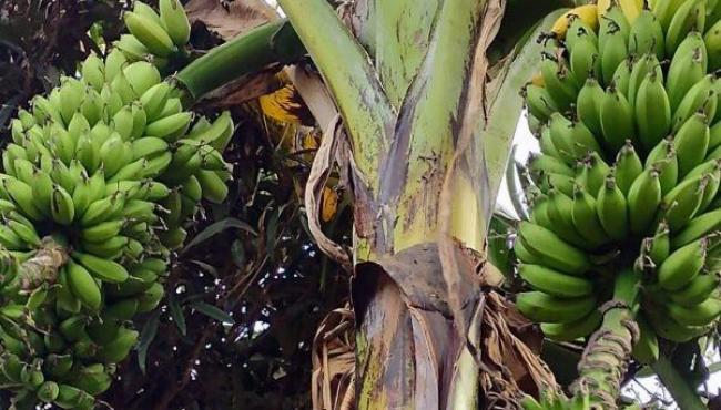 Bananeira com três cachos de uma vez chama atenção em Linhares, no Espírito Santo