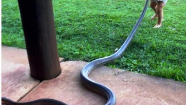 Bebê australiano puxa cobra de 2 metros para fora do jardim