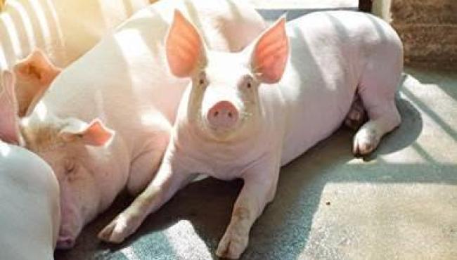 Bem-estar é essencial para o bom desempenho e a alta produtividade dos suínos