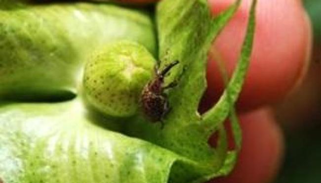 Bicudo-do-algodoeiro segue como principal desafio do algodão no Brasil