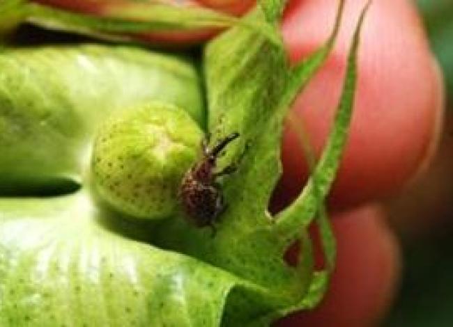 Bicudo-do-algodoeiro segue como principal desafio do algodão no Brasil