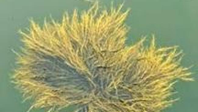 Bioestimulante à base da alga Ascophyllum nodosum é inovação para uma agricultura mais sustentável