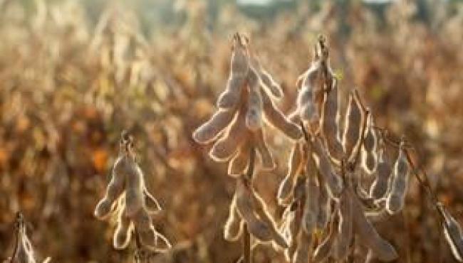 Bioestimulantes à base de alga marinha transformam a produtividade da soja no Brasil