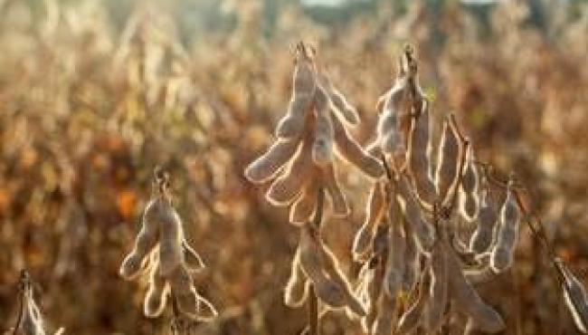 Bioestimulantes à base de alga marinha transformam a produtividade da soja no Brasil