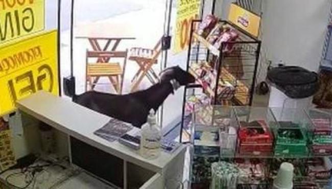 ‘Bode ladrão’ invade estabelecimento e furta pacote de salgadinhos