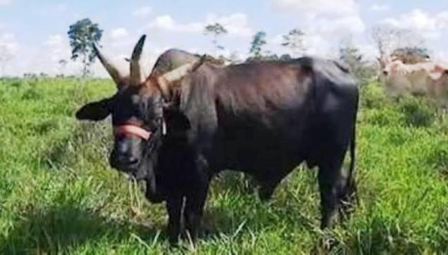 Boi de três chifres chama atenção em fazenda no Acre