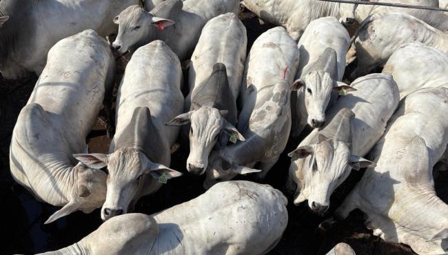 Bolívia sedia a primeira etapa internacional do Circuito Nelore de Qualidade em 2026