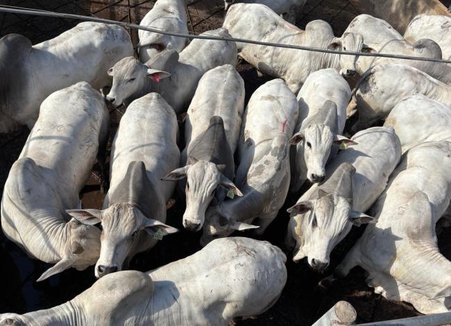 Bolívia sedia a primeira etapa internacional do Circuito Nelore de Qualidade em 2026