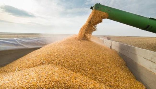 Brasil atinge novo recorde na safra de grãos, com 346,1 milhões de toneladas em 2025