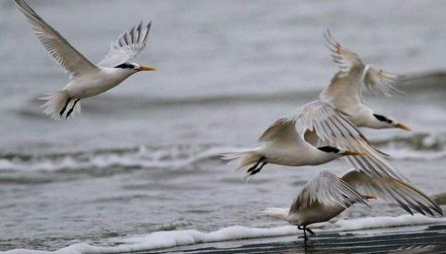 Brasil registra primeiros dois casos de gripe aviária no litoral do ES