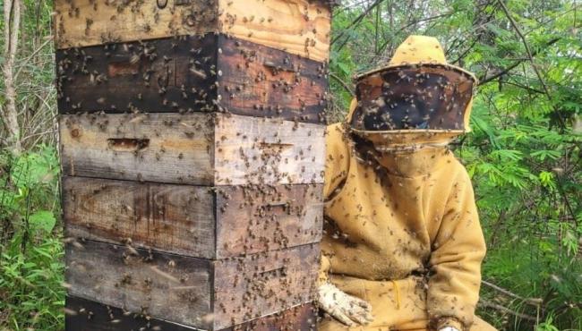 Brasil se destaca no cenário global com a Apicultura devido ás grandes produções de mel