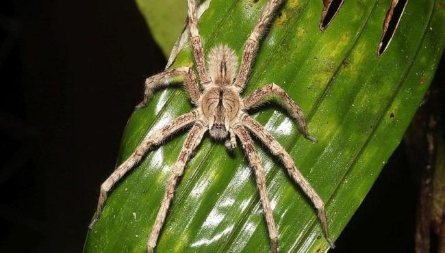 Brasil tem a aranha mais perigosa do mundo; saiba qual é